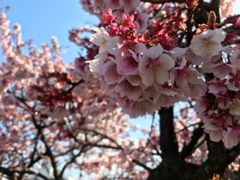 ふあり 京都のエステ-春休みのお知らせ